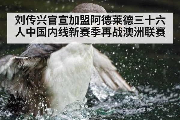 刘传兴官宣加盟阿德莱德三十六人中国内线新赛季再战澳洲联赛
